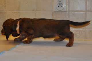 Jamnik d�ugow�osy - szczeni� 